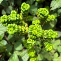 Hedyotis quinquinervia Thwaites